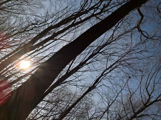 Winter Bare Trees. Sun behind the trees. Sunbeams visible, snow on the ground.