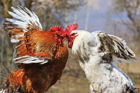 two roosters peck each other