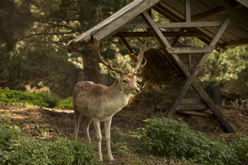 Cervo nel parco nazionale della Sila, regione Calabria IT