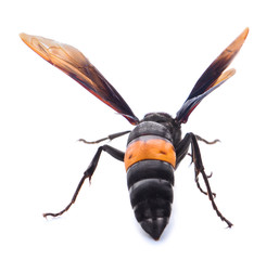 Wasp Scolia asiella isolated on a white background