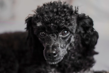 cute black toy poodle lies