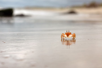 crab at seashore