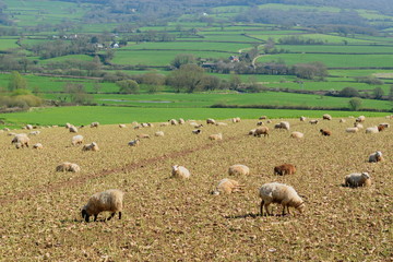 Herd of sheep graze on the farmland in Axe Valley around town of Seaton in Devon