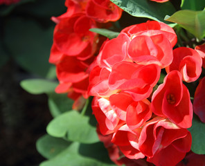 Crown of thorns flowers : Euphorbia milli Desmoul