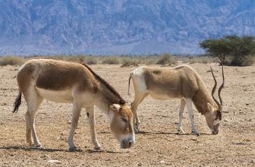 Asian wild donkey Onager (Equus hemionus) and antelope Addax (Addax nasomaculatus) both inhabit the nature reserve park near Eilat, Israel