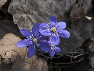 blue anemone in the spring, anemone hepatica