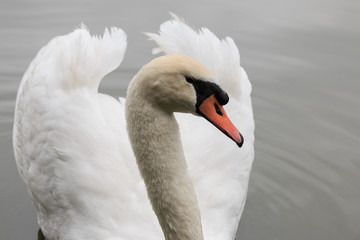 Fototapeta premium cigno