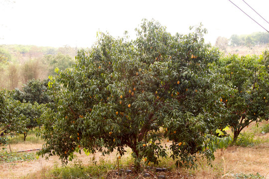 The Maprang or Mayongchid or Marian Plum and Plum Mango on tree , fruit of thailand .
