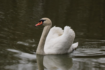 Fototapeta premium cigno