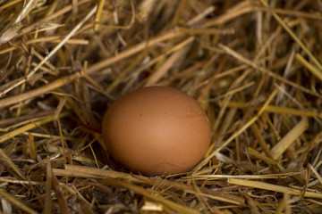 Egg