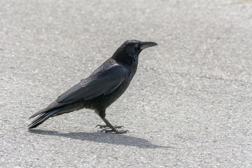 Portrait Rabe in Schwarz