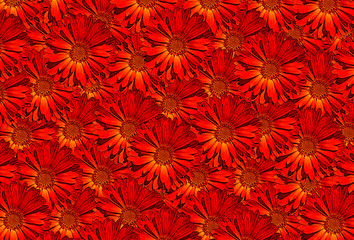 Marigold (Calendula) Red Pattern