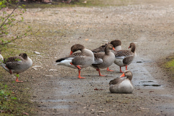 Oche selvatiche (Anser anser)