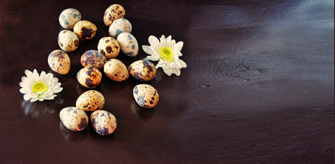 Fototapeta na wymiar Quail eggs are scattered on a black wooden background with white chrysanthemum flowers. Easter composition
