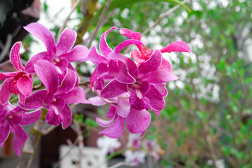 Purple Orchids.