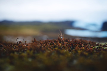Brown Moss