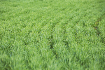 Agricultural field wheat green grass