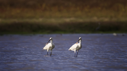 Spoonbill (Platalea leucorodia) in water, couple
