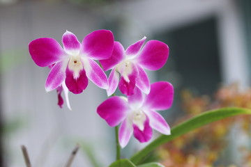 Orchid with blur background.