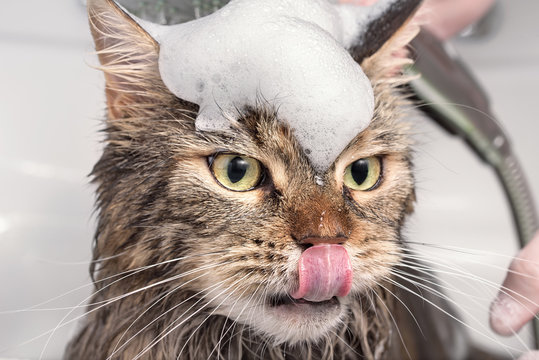 Wet cat in the bath