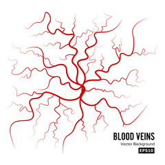 Human Blood Veins Vector. Blood Arteries Isolated On White. Blood Veins. Image Of Health Red Veins Illustration.