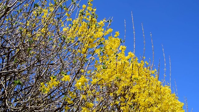Forsythien vor blauem Himmel