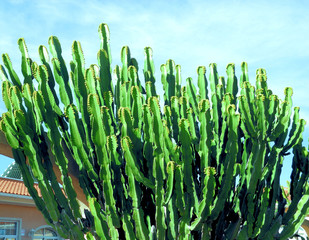 Wolfsmilchkaktus in Spanien