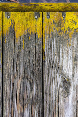 weathered old wood boards with bright yellow moss for background