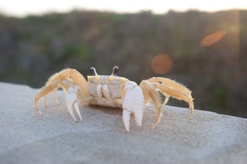 crab