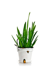 Green grass in a small bucket on a white background