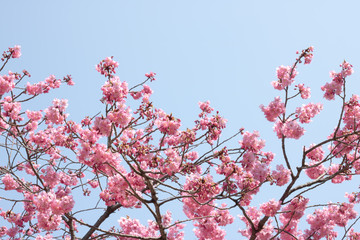 桜　背景素材