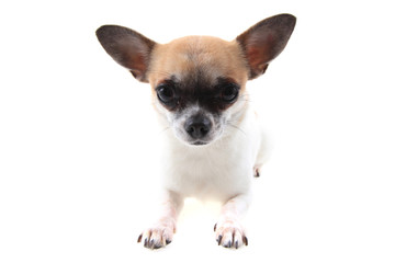 chihuahua is resting