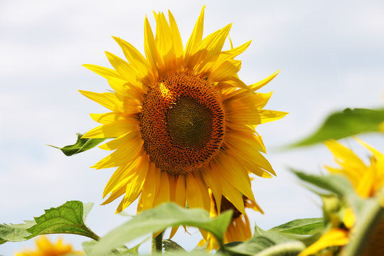 Beautiful sunflower in the field on blue sky background, closeup