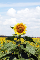 Sunflowers in the field on blue sky background, closeup