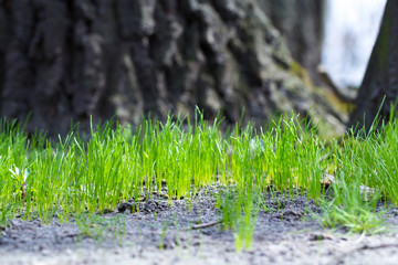 green grass sprouted in the forest
