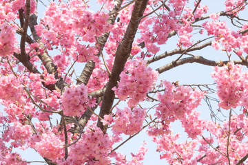 桜 背景素材