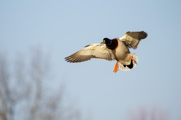 Descending Mallard Duck
