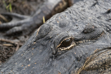 The American alligators eye.