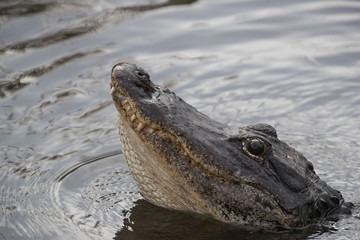 American alligator