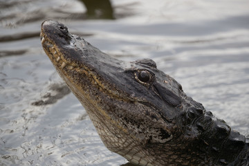 American alligator