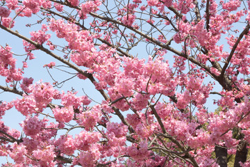 桜　背景素材