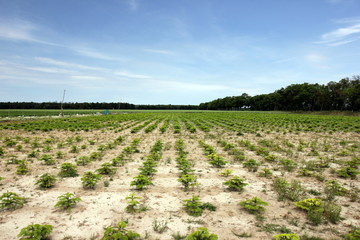 Weihnachtsbaum-Plantage