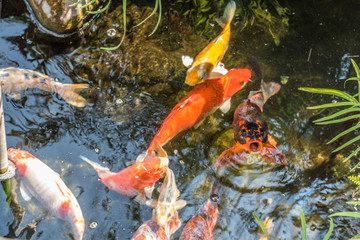 Fancy Carp,Koi fish