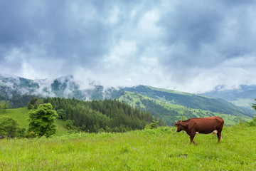 Fototapeta na wymiar Carpathian Mountains. A cow grazing in a mountain green meadow