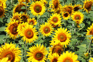 Fototapeta na wymiar Beautiful sunflower in the field, natural background