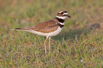 Killdeer