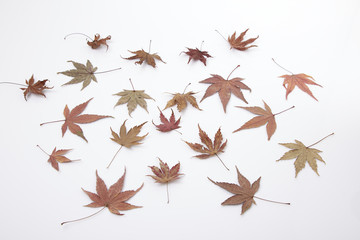 Autumn maple leaves