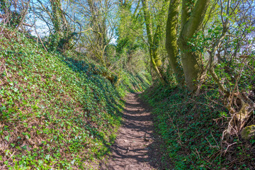 Fototapeta na wymiar Path through a forest in spring
