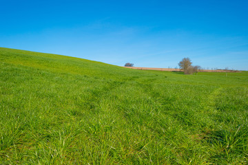 Panorama of a sunny green meadow on a hill 