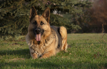 Good Dog 